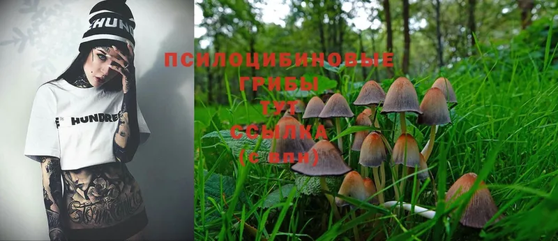 Галлюциногенные грибы Psilocybe  наркошоп  Клинцы 